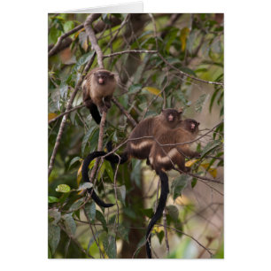 Familie der MarmosetAffen