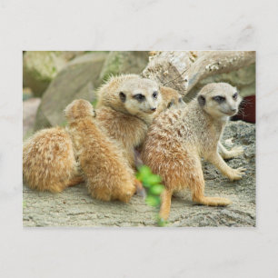 Familie der Mücken - Postkarte