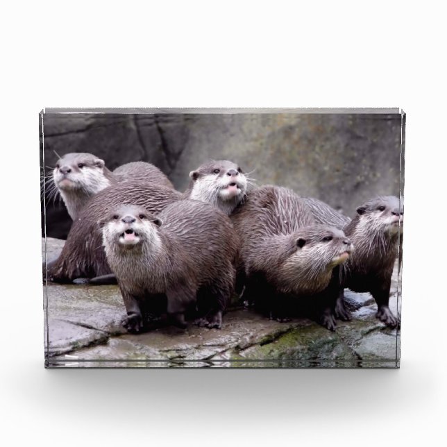 Familie der Otters Fotoblock (Vorderseite)