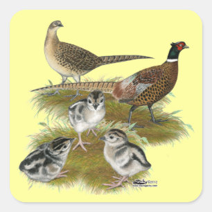 Familie des Ringhalsfasanen Quadratischer Aufkleber