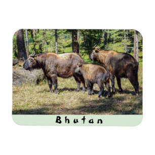 Familie des Takins, Nationaltier von Bhutan, Asien Magnet