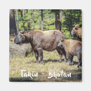 Familie des Takins, Nationaltier von Bhutan, Asien Magnet