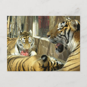 Familie, die Tiger im Zoofleisch isst Postkarte