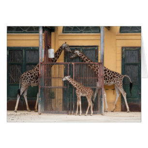 Familie Giraffe