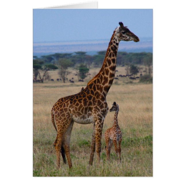 Familie Giraffe (Vorne)