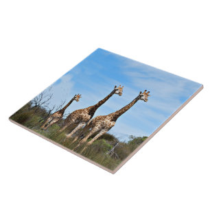 Familie Giraffe auf Grassy Hilltop Fliese