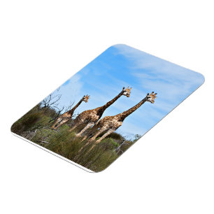 Familie Giraffe auf Grassy Hilltop Magnet
