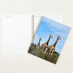 Familie Giraffe auf Grassy Hilltop Planer