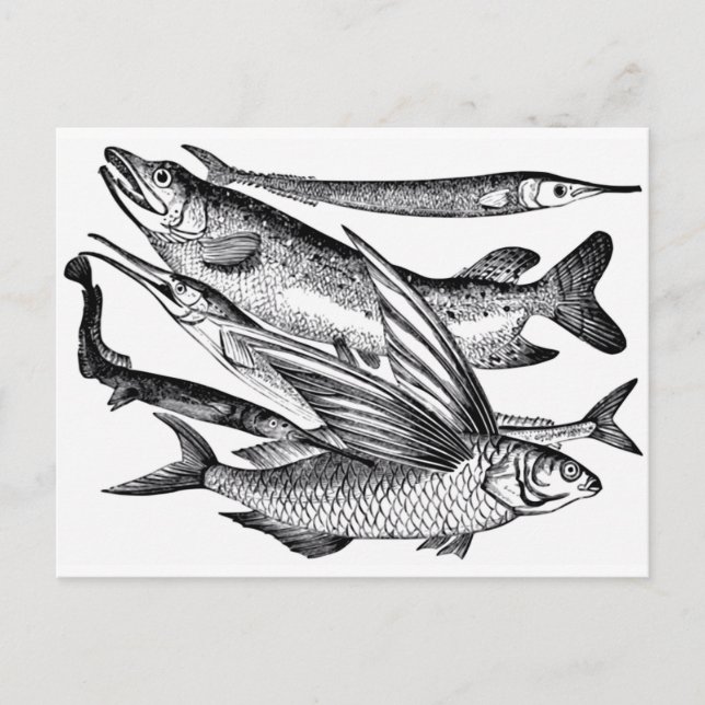 Familie Pike - Fisch Postkarte (Vorderseite)