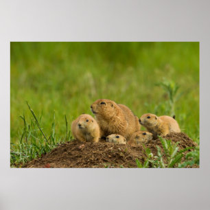 Familie Prairie Dog in Den Poster