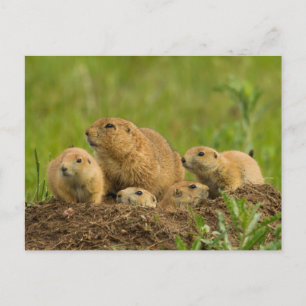Familie Prairie Dog in Den Postkarte