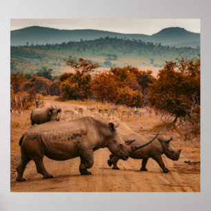 Familie Rhino, Reservat Pilanesberg, Südafrika Poster
