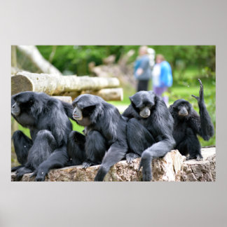 Familie Siamang Gibbon entspannen in der Fota wild Poster