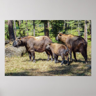 Familie Takin, bhutanisches Landtier, Asien Poster