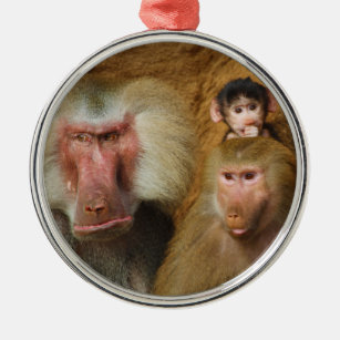 Familie von Baboons Papio Hamadryas Köln Zoo Ornament Aus Metall