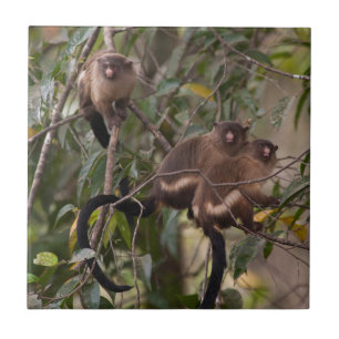 Familie von Marmosetten-Affen Fliese