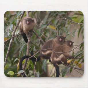 Familie von Marmosetten-Affen Mousepad