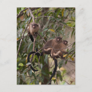 Familie von Marmosetten-Affen Postkarte