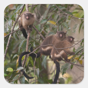 Familie von Marmosetten-Affen Quadratischer Aufkleber