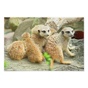 Familie von meerkats - Foto