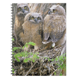 Familie von Virginia-Uhus (Bubo virginianus) Notizblock