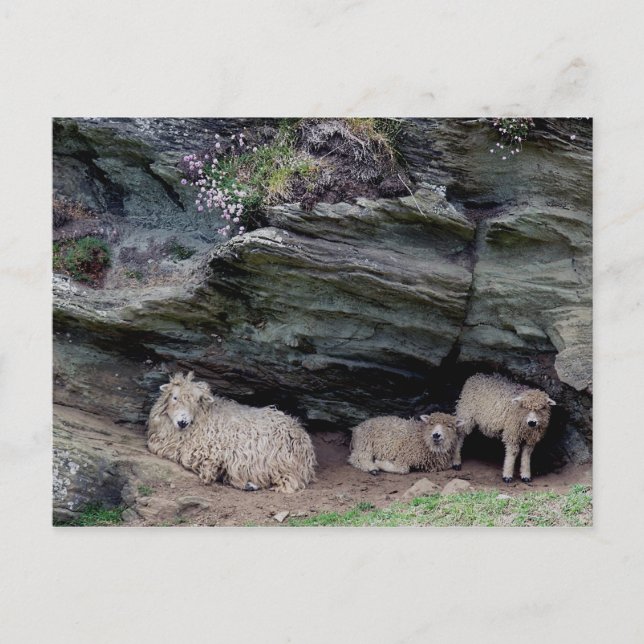 Familienlager Devon Long Wool Sheep Postkarte (Vorderseite)