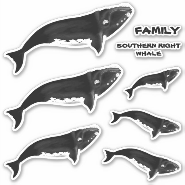 FAMILY SOUTHERRIGHT RIGHT WHALE AUFKLEBER (Vorderseite)