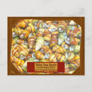 Famous Oahu Tree Snails are going's unless - Postkarte