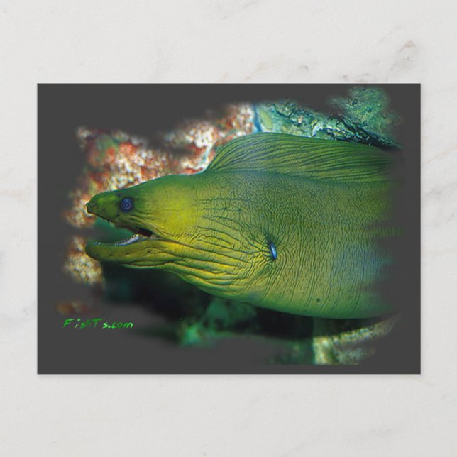 Famouse Green Moray Eel Postkarte (Vorderseite)