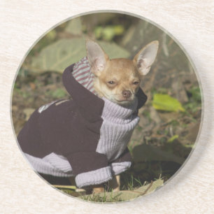 Fancy Chihuahua Sandstein Untersetzer