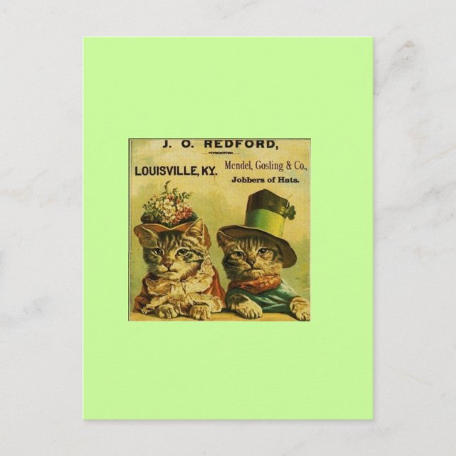 Fancy Katzen Postkarte (Vorderseite)