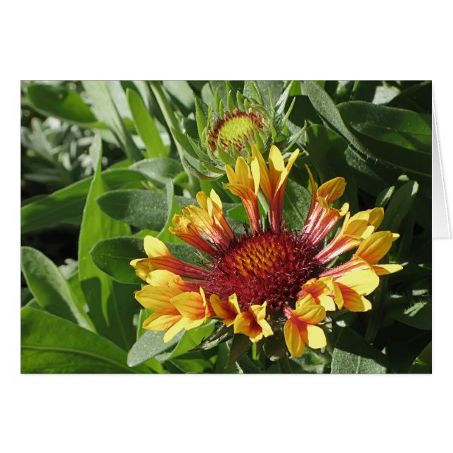Fanfare Blanket Blume (Vorderseite (Horizontal))