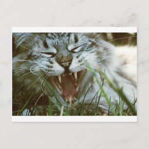 Fangs Postkarte