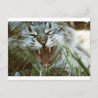 Fangs Postkarte