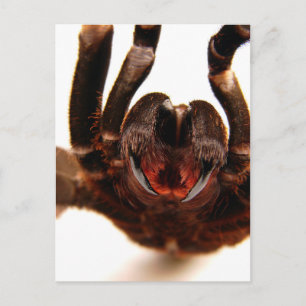 Fangs - Tarantula-Kunstbild 2 Postkarte