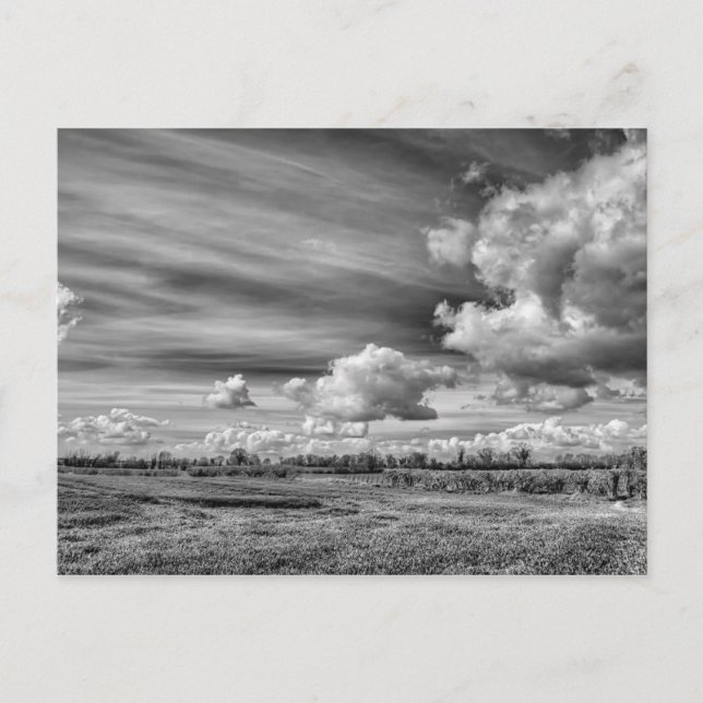 Fangwolken (B&W) Postkarte (Vorderseite)