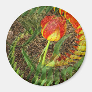 Fanned Tulip....... Magnet