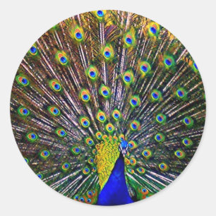 Fanning Peacock Runder Aufkleber