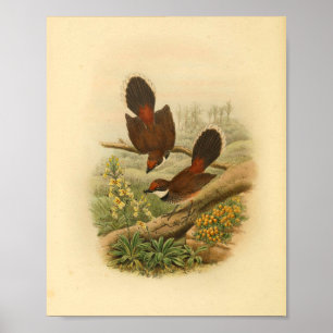 Fantail Flycatcher Bird Vintag Print Poster