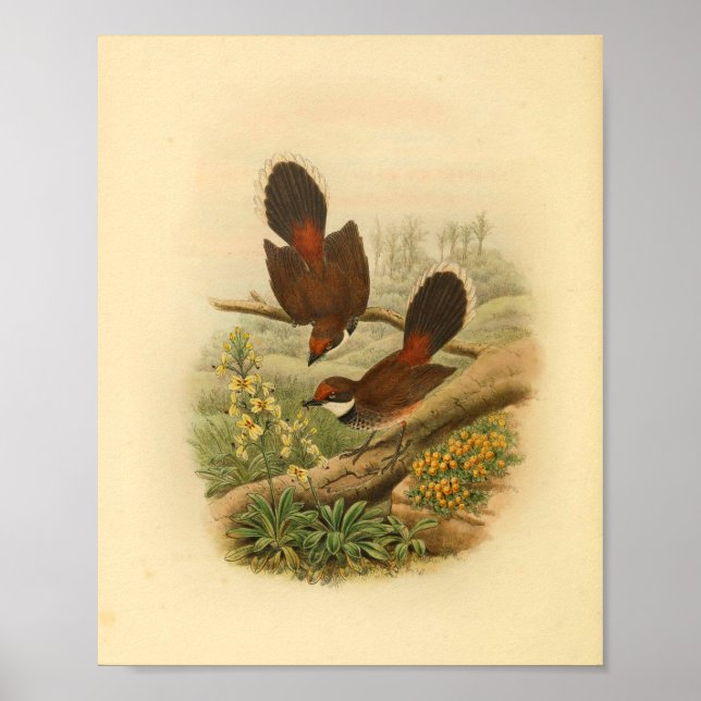 Fantail Flycatcher Bird Vintag Print Poster (Vorne)