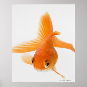 Fantail goldfish (Carassius auratus) Poster