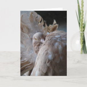 Fantail Pigeon Karte