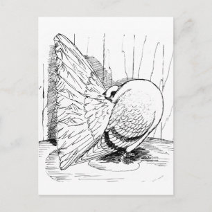 Fantail-Taube 1978 Sattel Postkarte