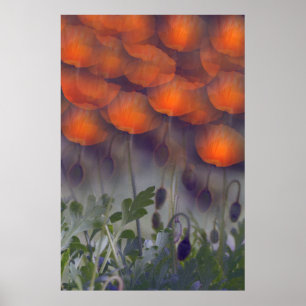 Fantasie-orange Mohnblumen-Himmel-Plakat Poster