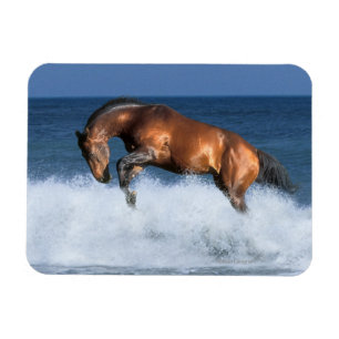 Fantasie-Pferde: Selle Francais u. Meer Magnet