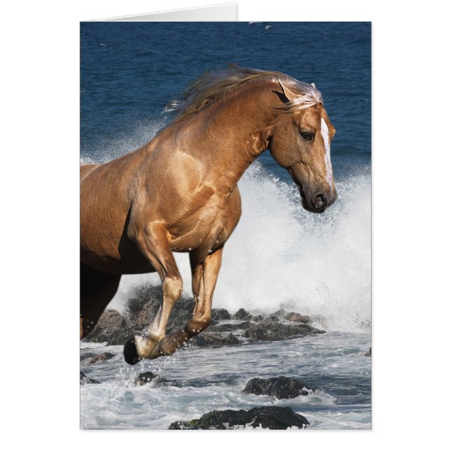 Fantasie-Pferde: Sommer-Spritzen (Vorne)