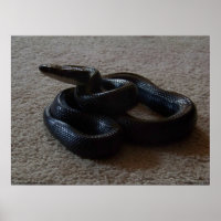 Fantastische schwarze Schlange Phantastisch Reptil