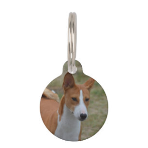 Fantastischer Basenji Hund Tiermarke