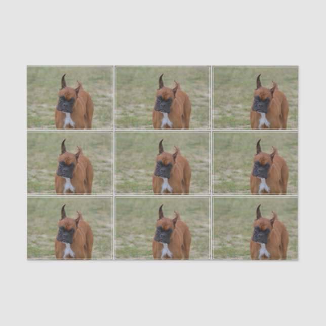 Fantastischer Boxer-Hund Seidenpapier (Vorderseite)