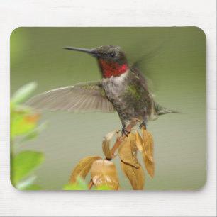 Fantastischer Kolibri Mousepad